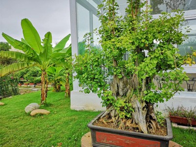 糖心VLGO美食探店作品三